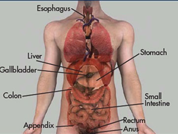 endoscopy procedures